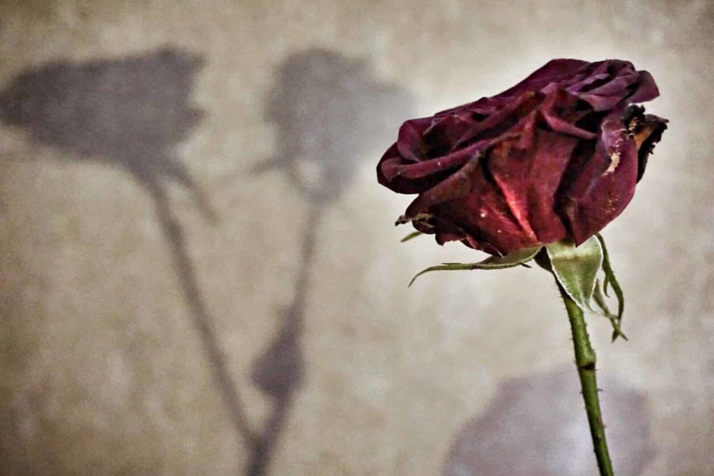 Flower-Pic-23175