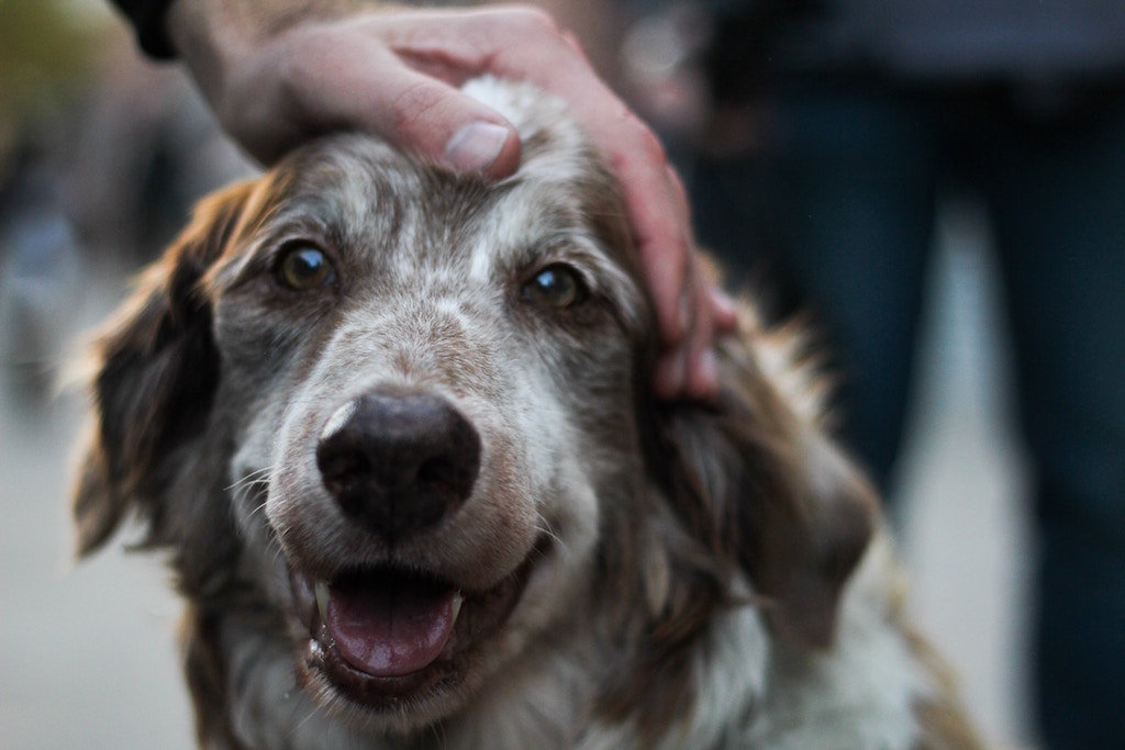 dog