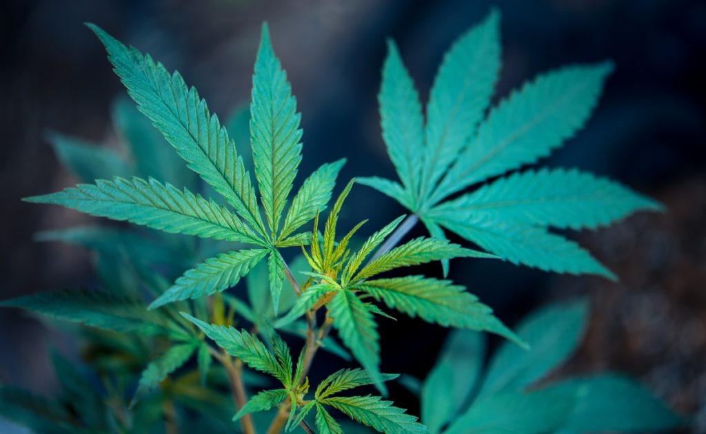 We Should Legalize Marijuana