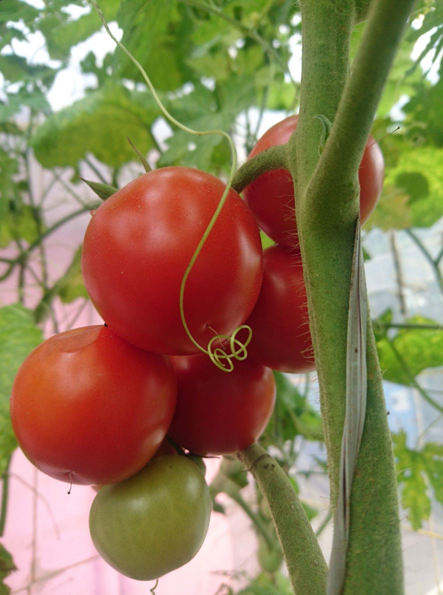Aeroroot Tomatoes