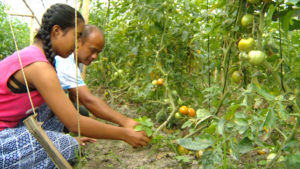 The father-daughter bond, tomato farming