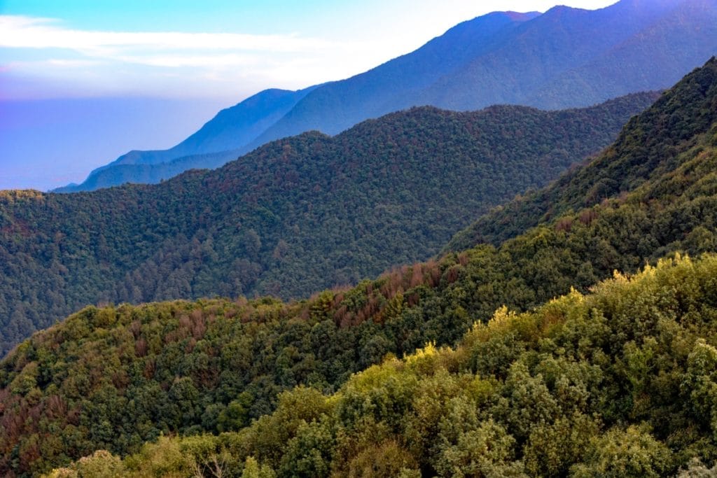 advantages of forests