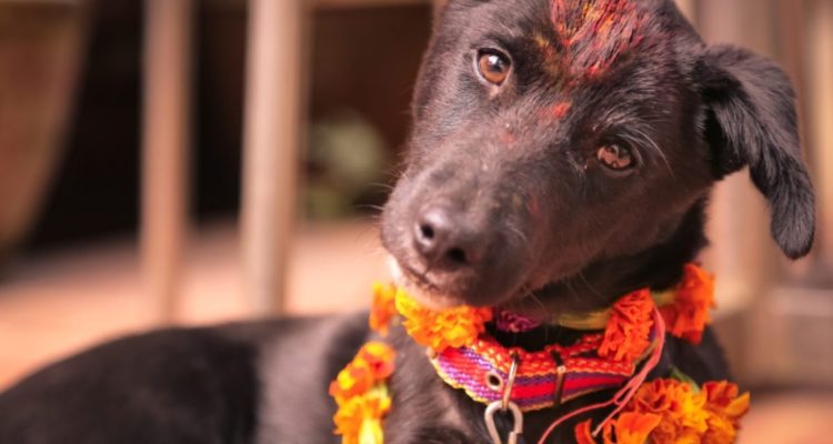 Kukur Tihar A Festival to honor dogs