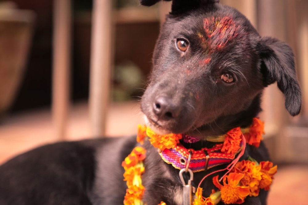 Kukur Tihar A Festival to honor dogs