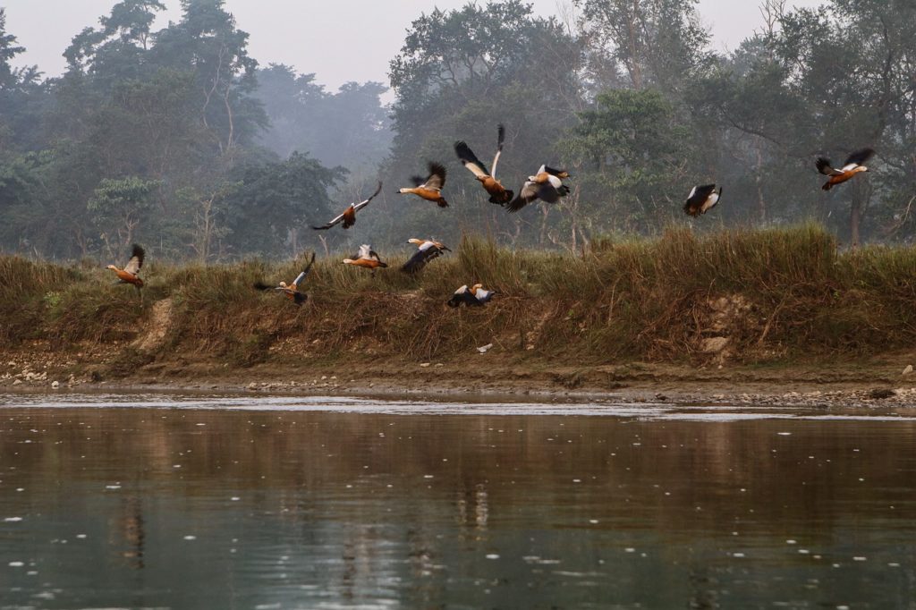 birds flying over Rapti river in Chitwan national park