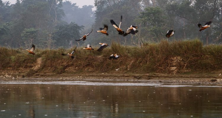 birds flying over Rapti river in Chitwan national park