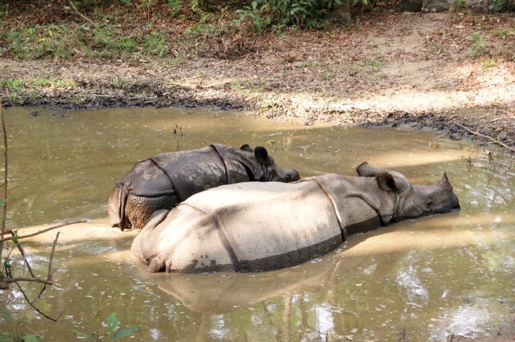 one horned rhinos at chitwan national park