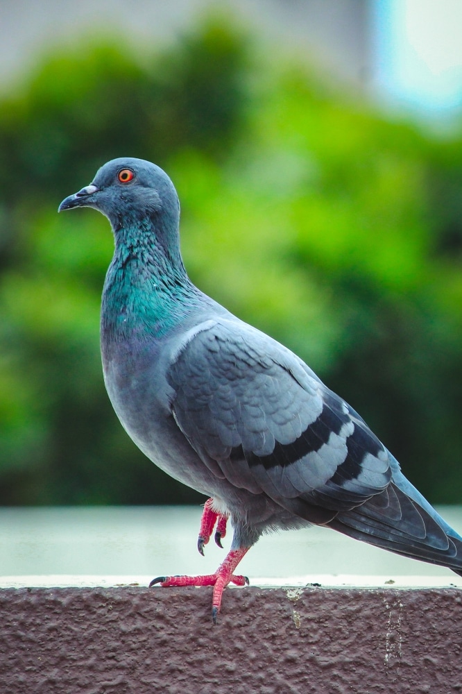pigeon walking in society