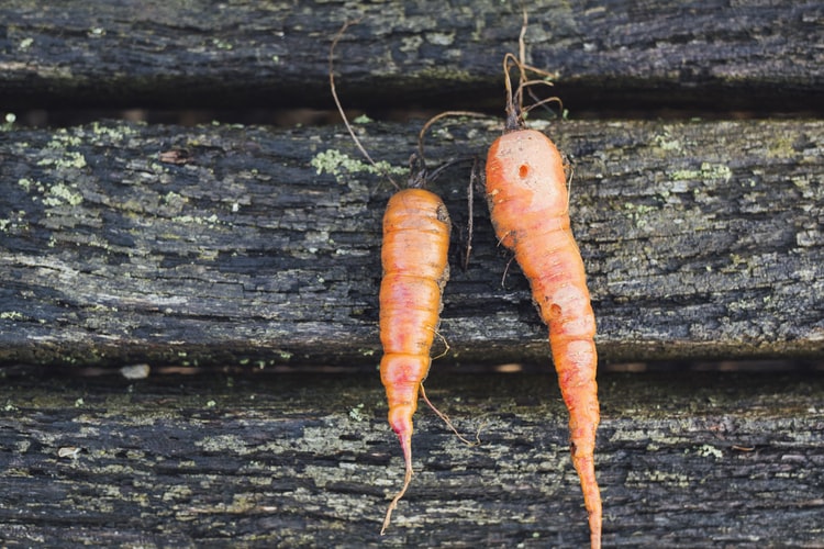 different-shapes-of-carrot organic farming