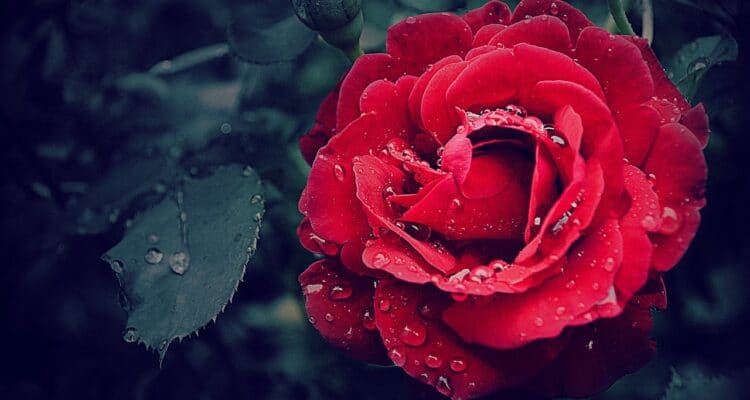 MESSAGE TO VALENTINE